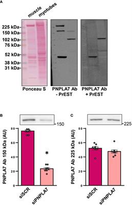 Insulin, dibutyryl-cAMP, and glucose modulate expression of patatin-like domain containing protein 7 in cultured human myotubes